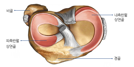 무릎 반월상 연골 구조